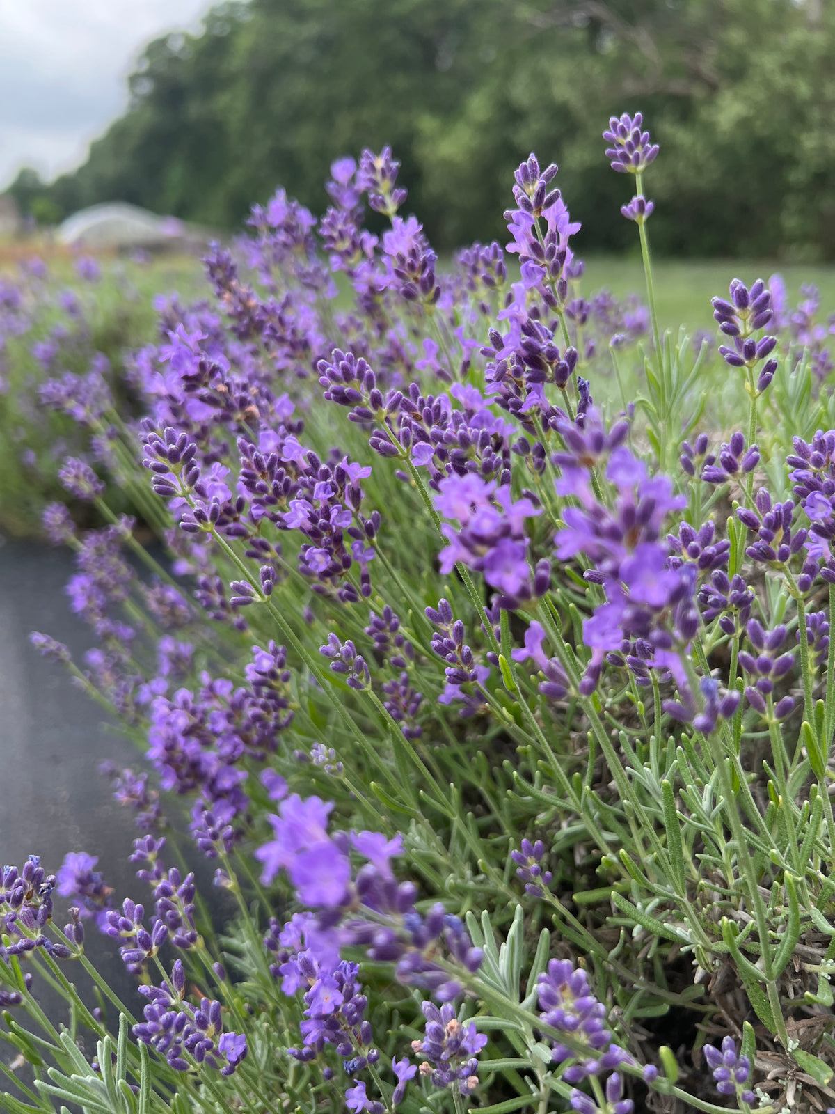 Essence Purple lavender bare root plant - image 3