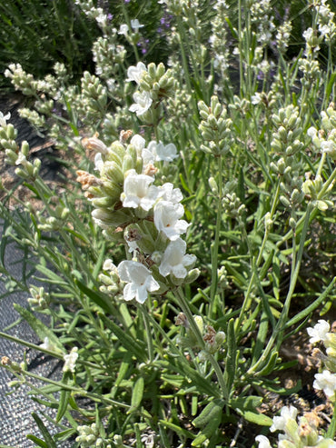 Silver Spoon Lavender Plants & Plugs with white flowers bushy growth habit, product image 2