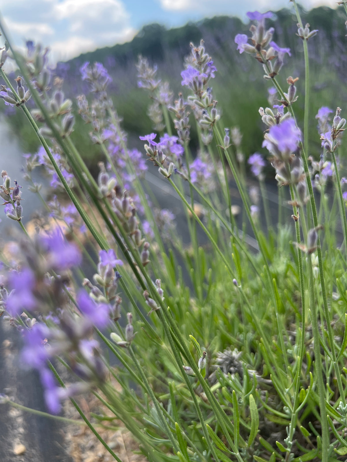 Victorian Amethyst Lavender Plants & Plugs with purple flowers upright growth habit, product image 3
