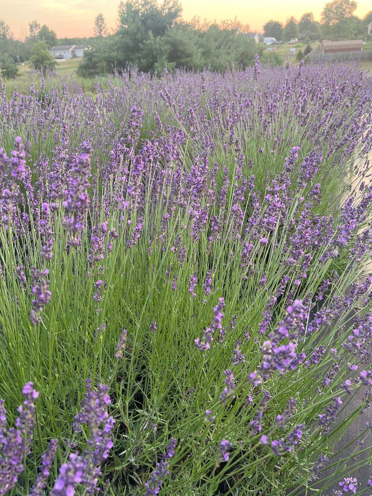 Riverina Thomas lavender 20-cell plug tray - image 3