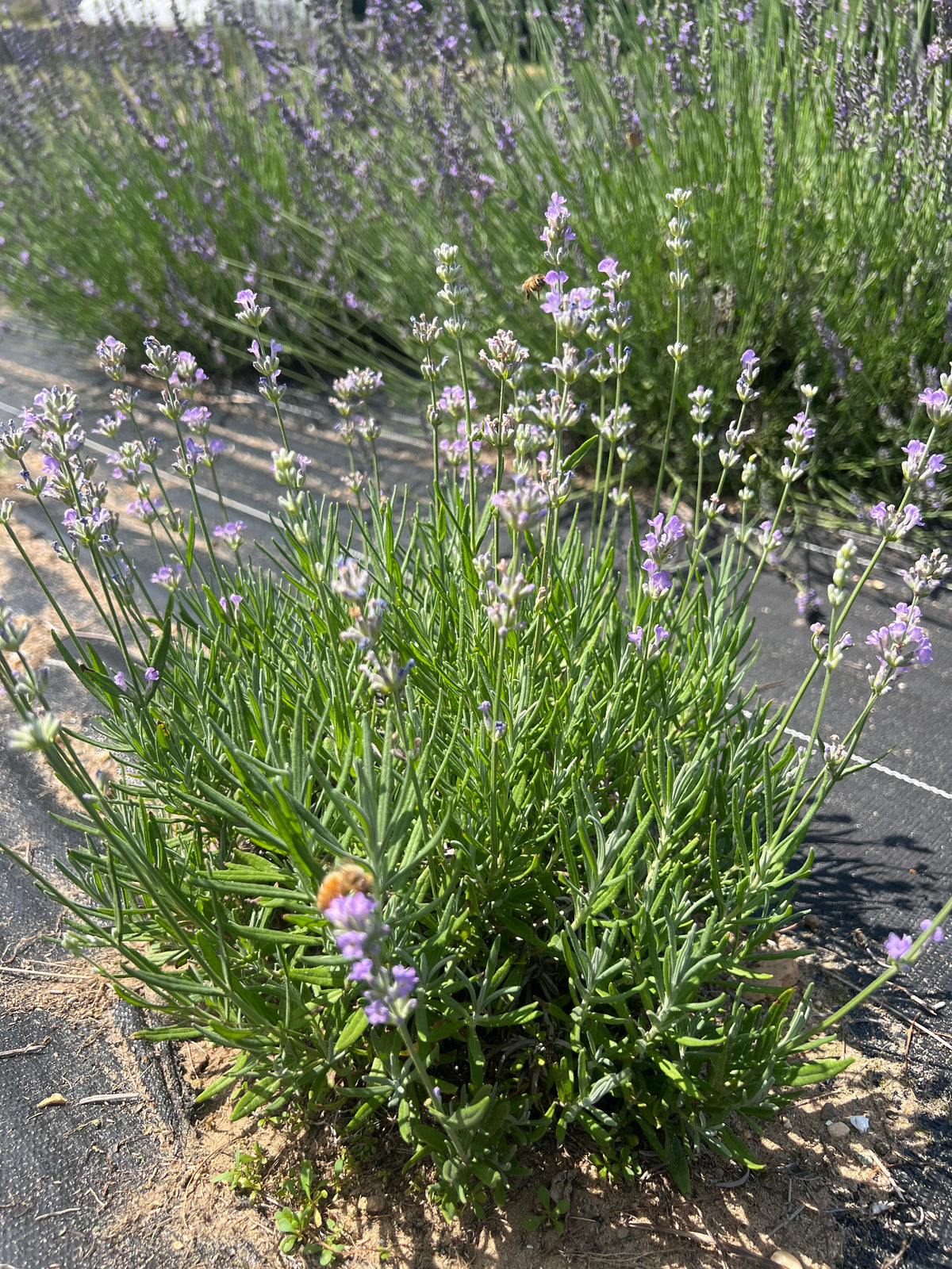 Little Lady Lavender Plants & Plugs with pale lilac-blue flowers compact growth habit, product image 3