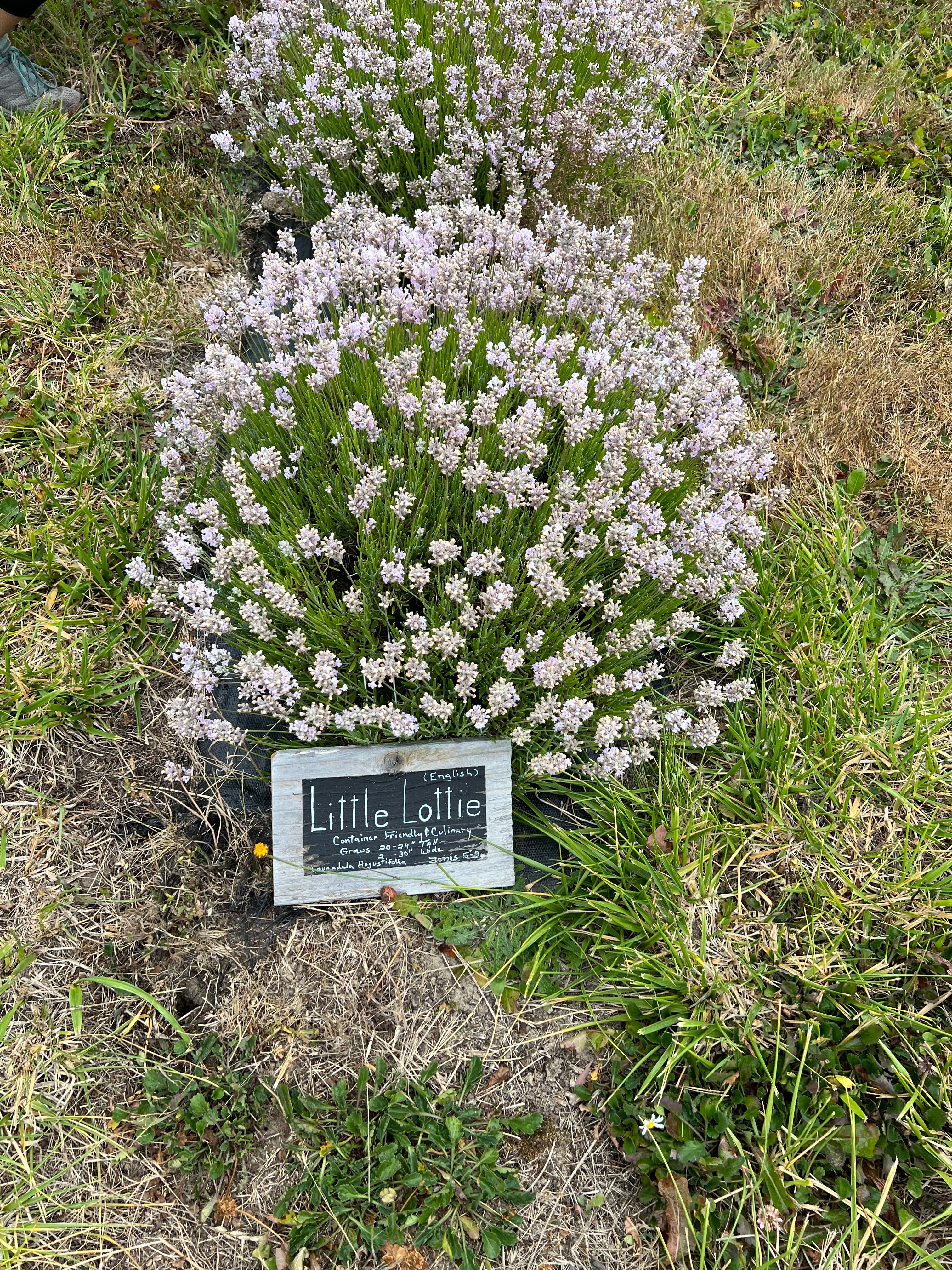 Little Lottie Lavender Plants & Plugs with pale pink flowers dwarf growth habit