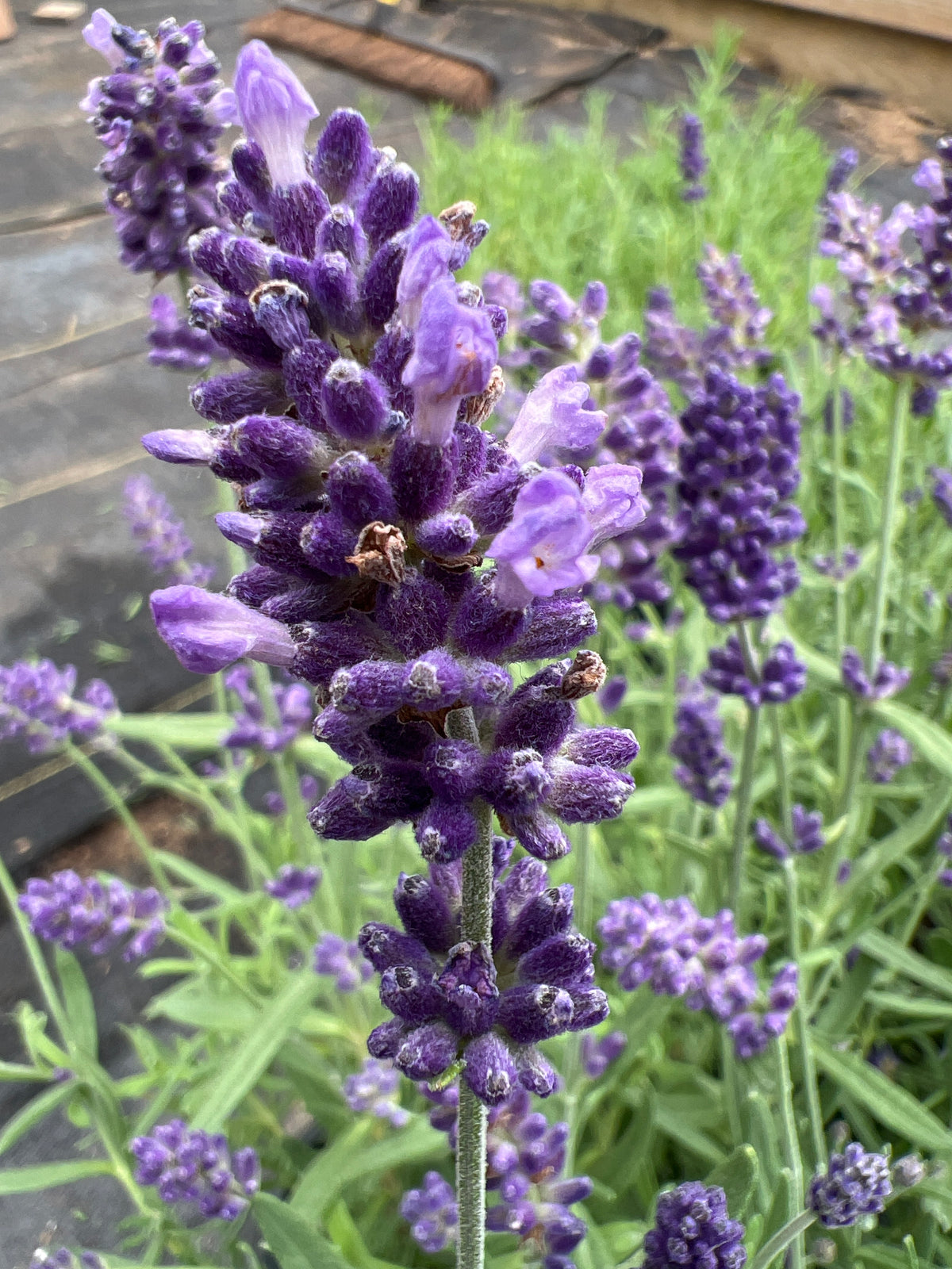 Ellagance Purple Lavender Plants & Plugs with purple flowers bushy growth habit