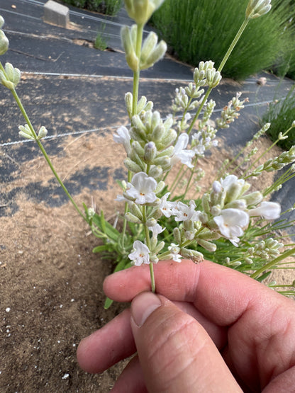 Big Time White Lavender Plants & Plugs with white flowers compact growth habit, product image 2