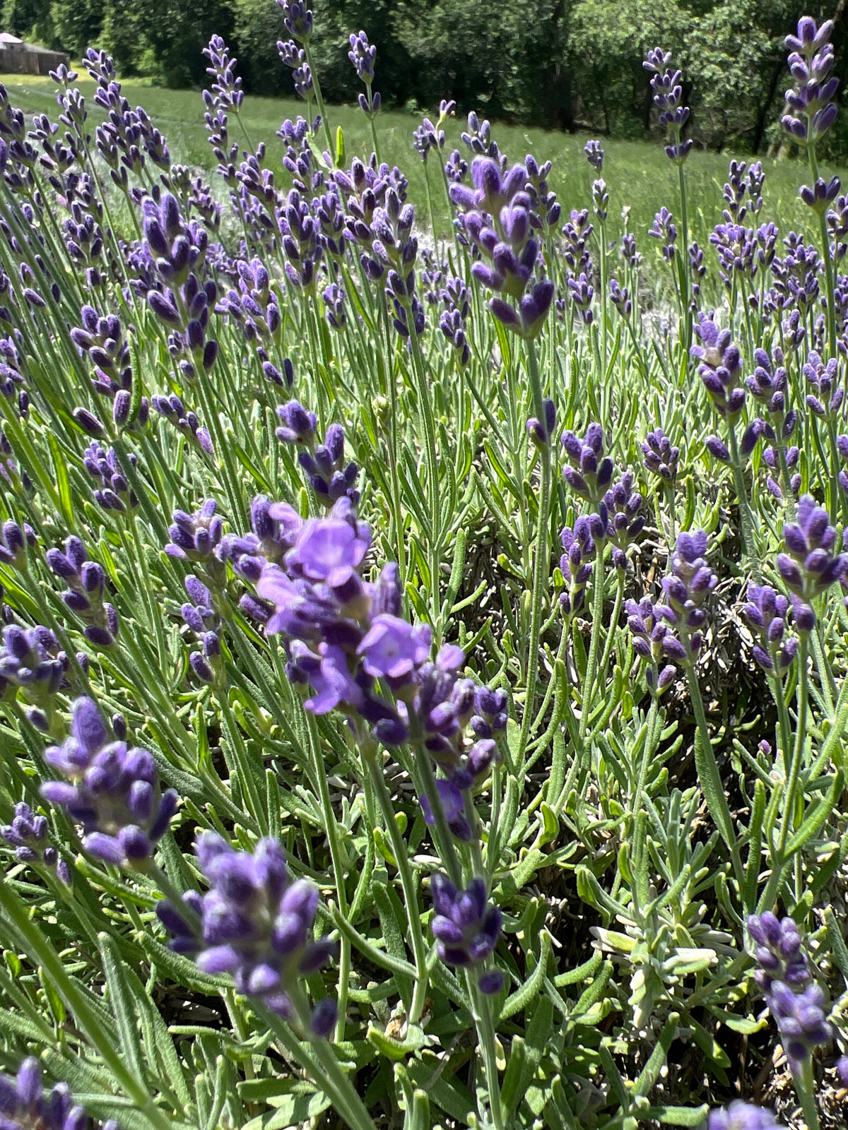 Essence Purple lavender bare root plant - image 2
