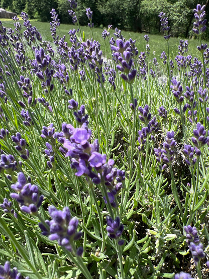 Essence Purple lavender bare root plant - image 2