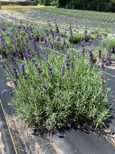 Hidcote Blue lavender 20-cell plug tray