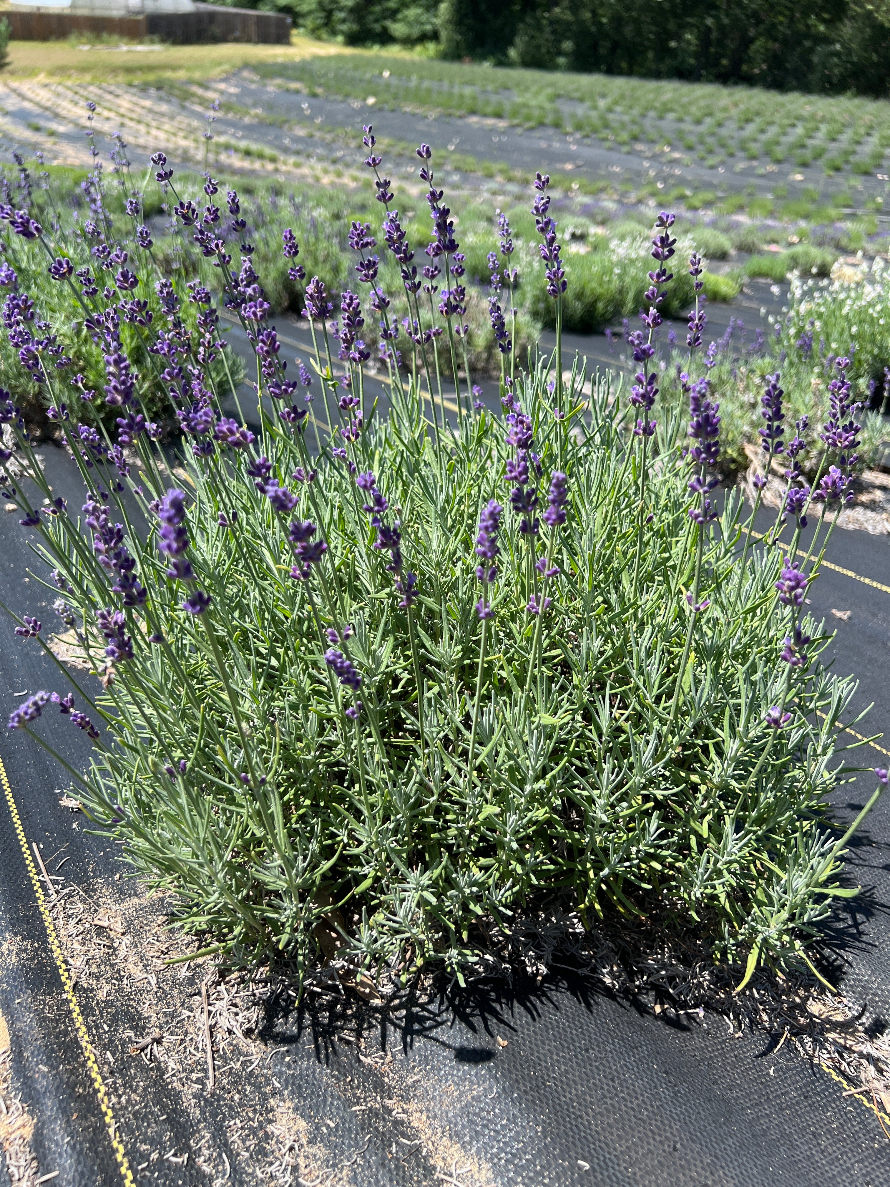 Hidcote Blue lavender 20-cell plug tray