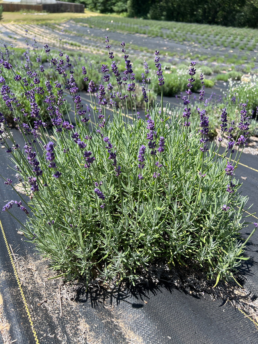 Hidcote Blue Lavender Plants & Plugs - Lavandula angustifolia