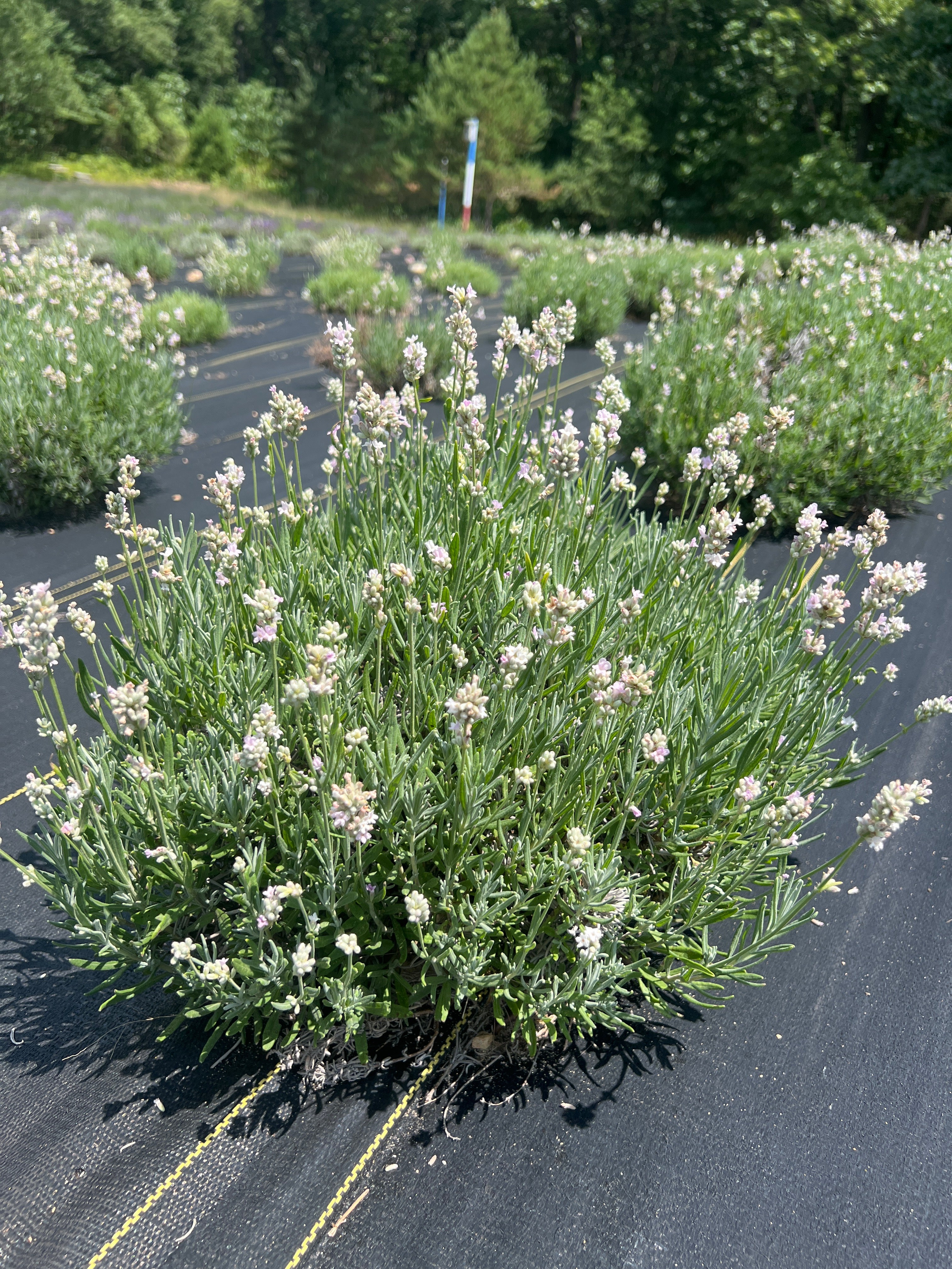 Hidcote Pink lavender 20-cell plug tray