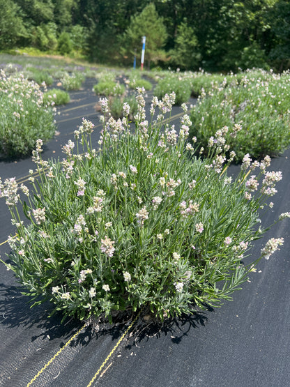 Hidcote Pink lavender 20-cell plug tray