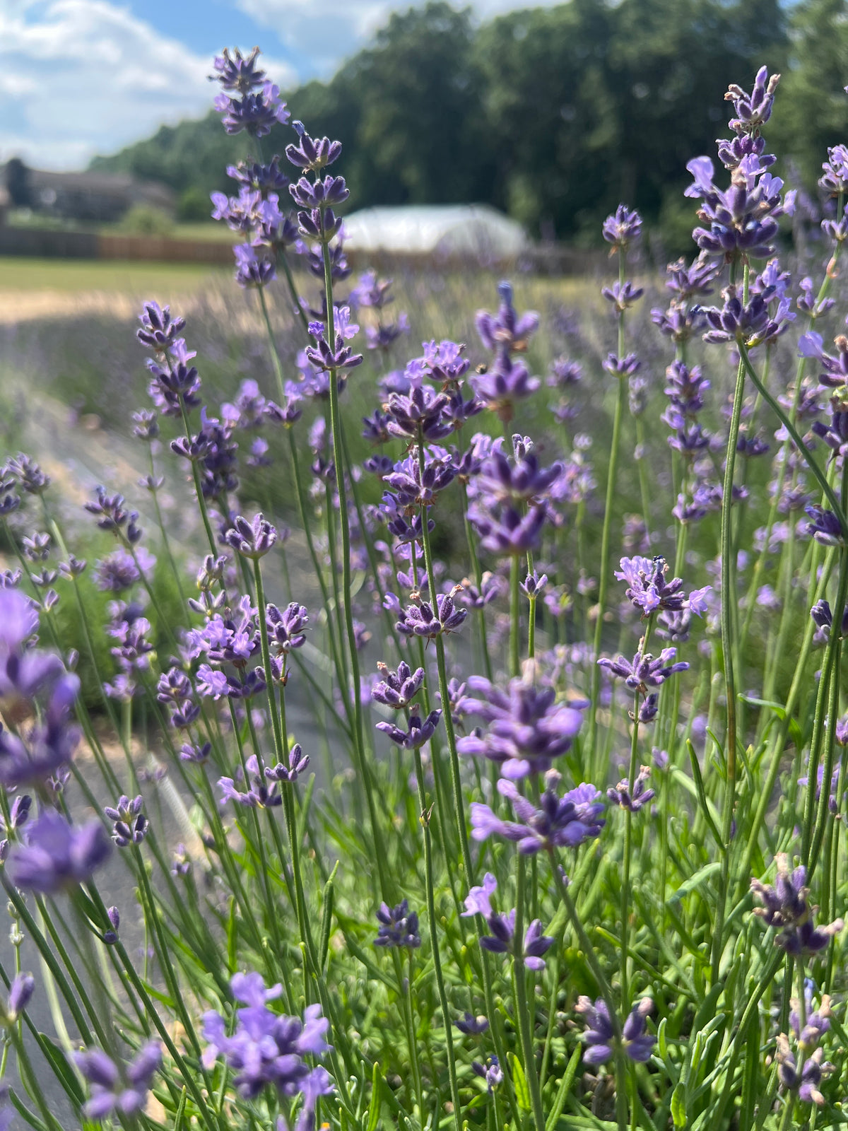 French Fields Lavender Plants & Plugs with blue flowers mounded growth habit, product image 4