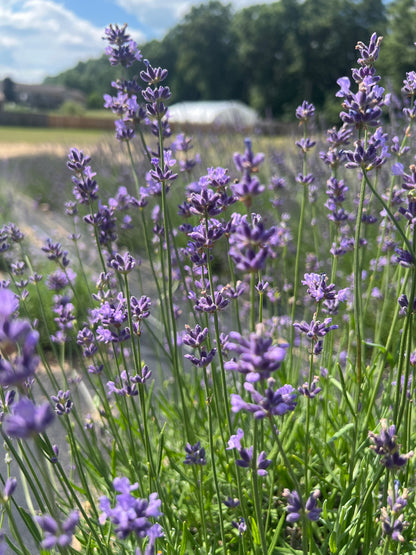 French Fields Lavender Plants & Plugs with blue flowers mounded growth habit, product image 4