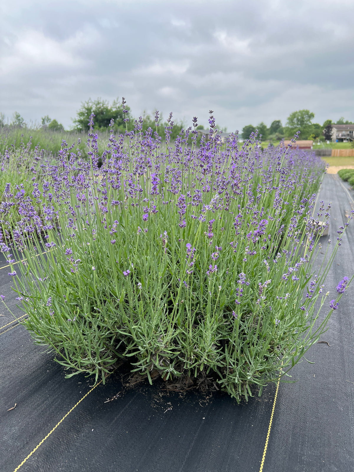 Sachet lavender 20-cell plug tray