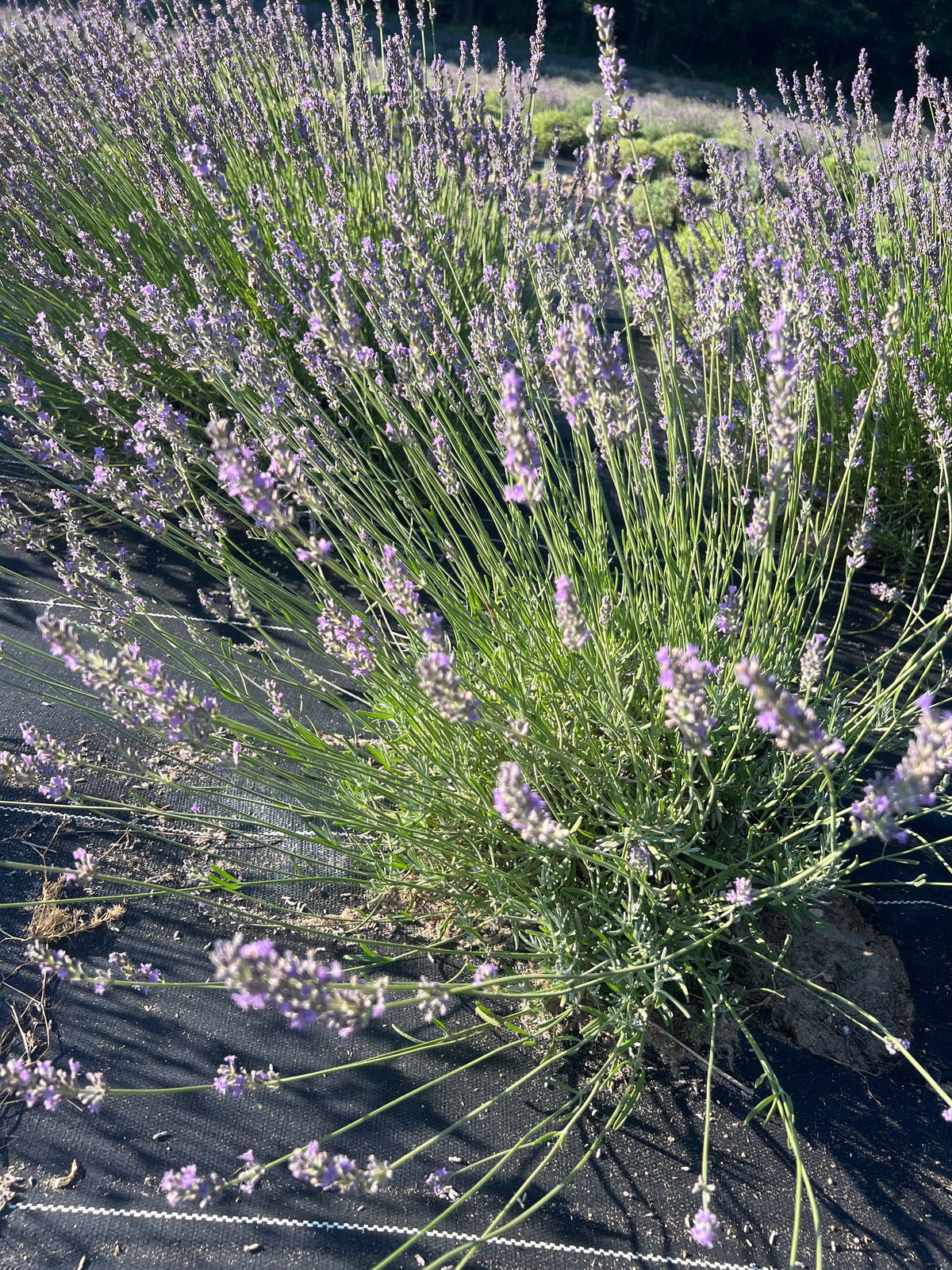 Sumian Lavender Plants & Plugs with blue flowers bushy growth habit, product image 4