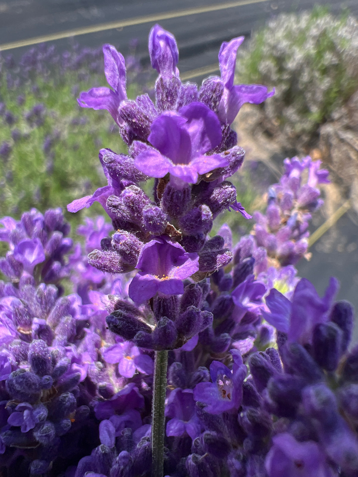 ‘Super Bleu’ Lavender Plants & Plugs with purple flowers upright growth habit, product image 3