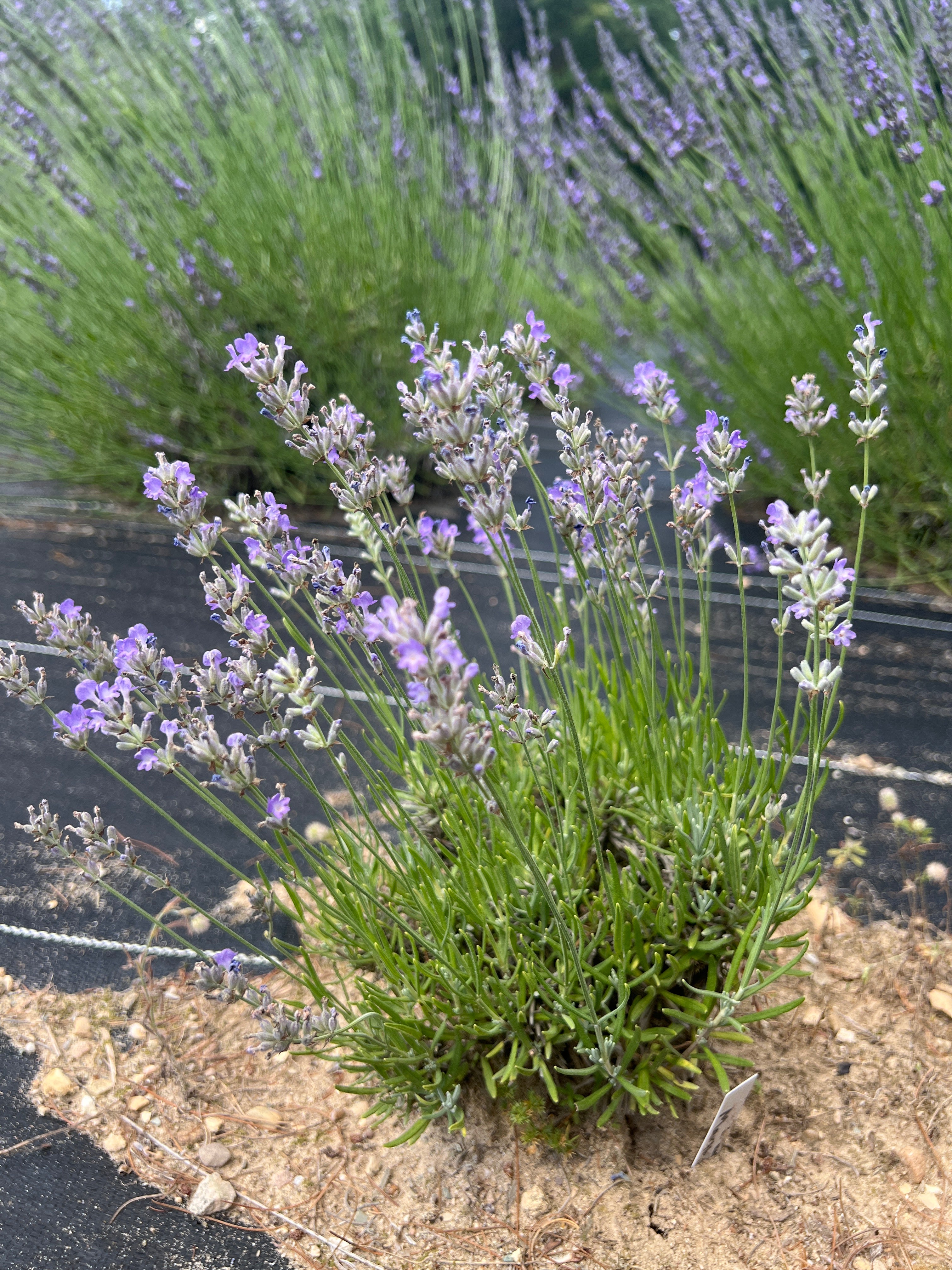 Martha Roderick Lavender Plants & Plugs with violet to light purple flowers dense growth habit