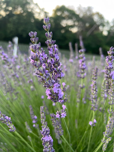 PHENOMENAL® lavender bare root plant - image 2