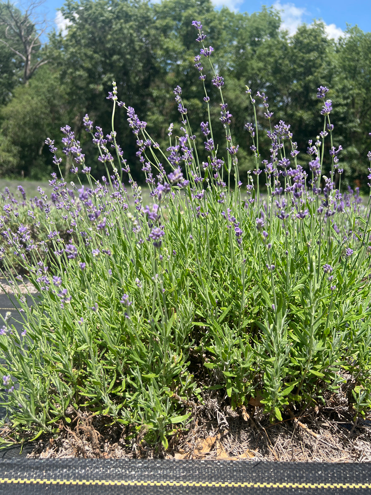 Hidcote Blue lavender 20-cell plug tray - image 4