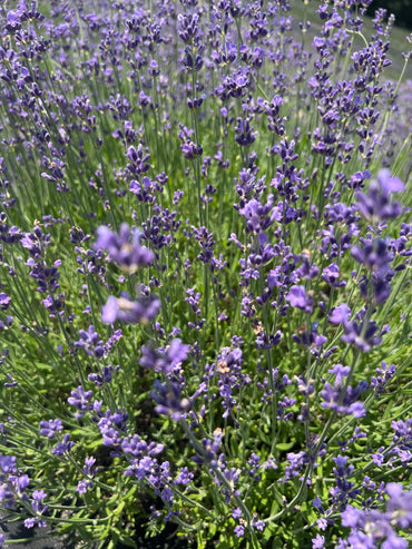 Violet Intrigue Lavender Plants & Plugs with purple flowers upright growth habit, product image 2