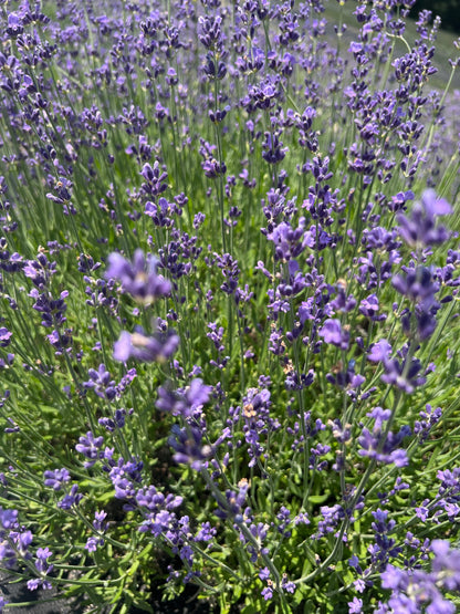 Violet Intrigue Lavender Plants & Plugs with purple flowers upright growth habit, product image 2