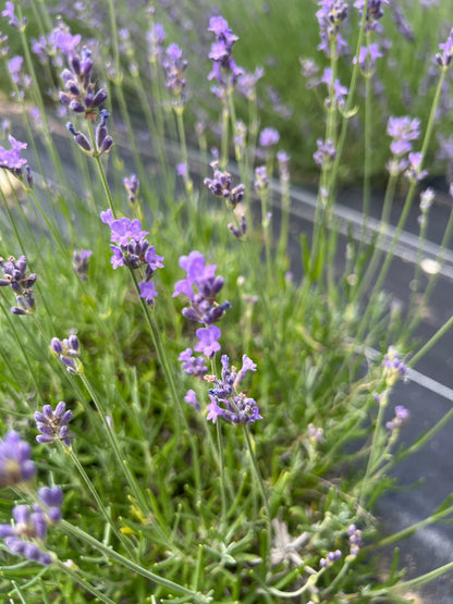 Bowles Early Lavender Plants & Plugs with violet flowers medium-height growth habit, product image 3