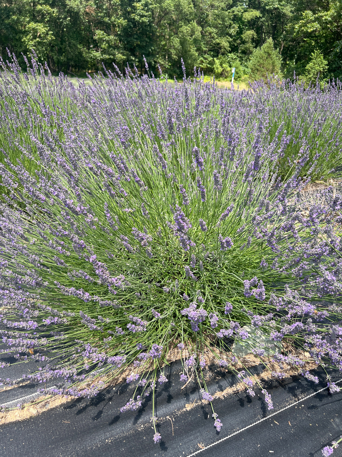 Abrialii Lavender Plants & Plugs with purple flowers upright growth habit
