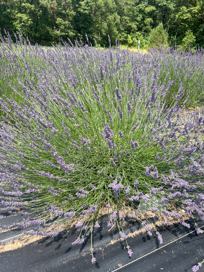 Abrialii Lavender Plants & Plugs with purple flowers upright growth habit