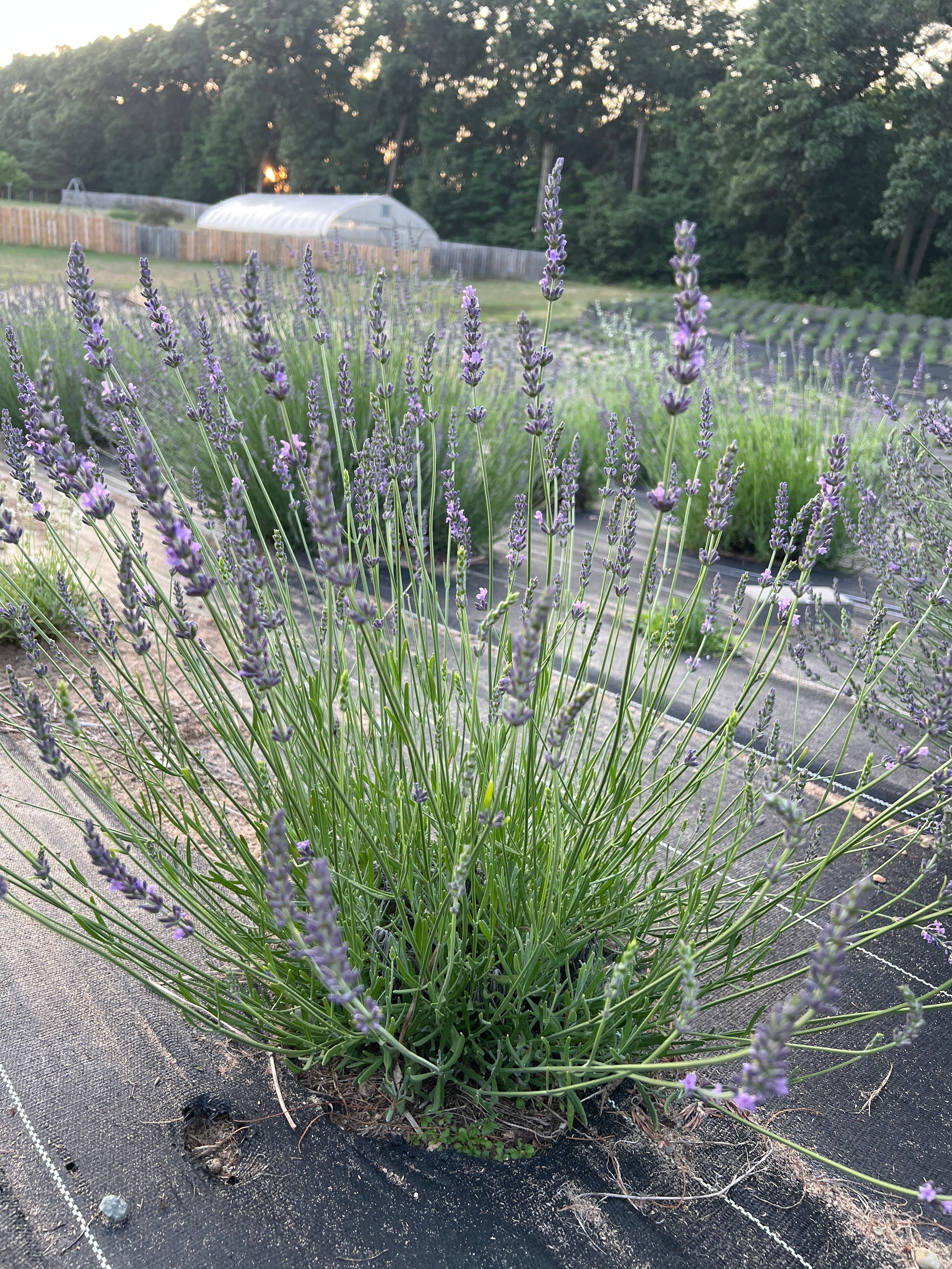 Bridget Chloe Lavender Plants & Plugs with purple flowers mounded growth habit