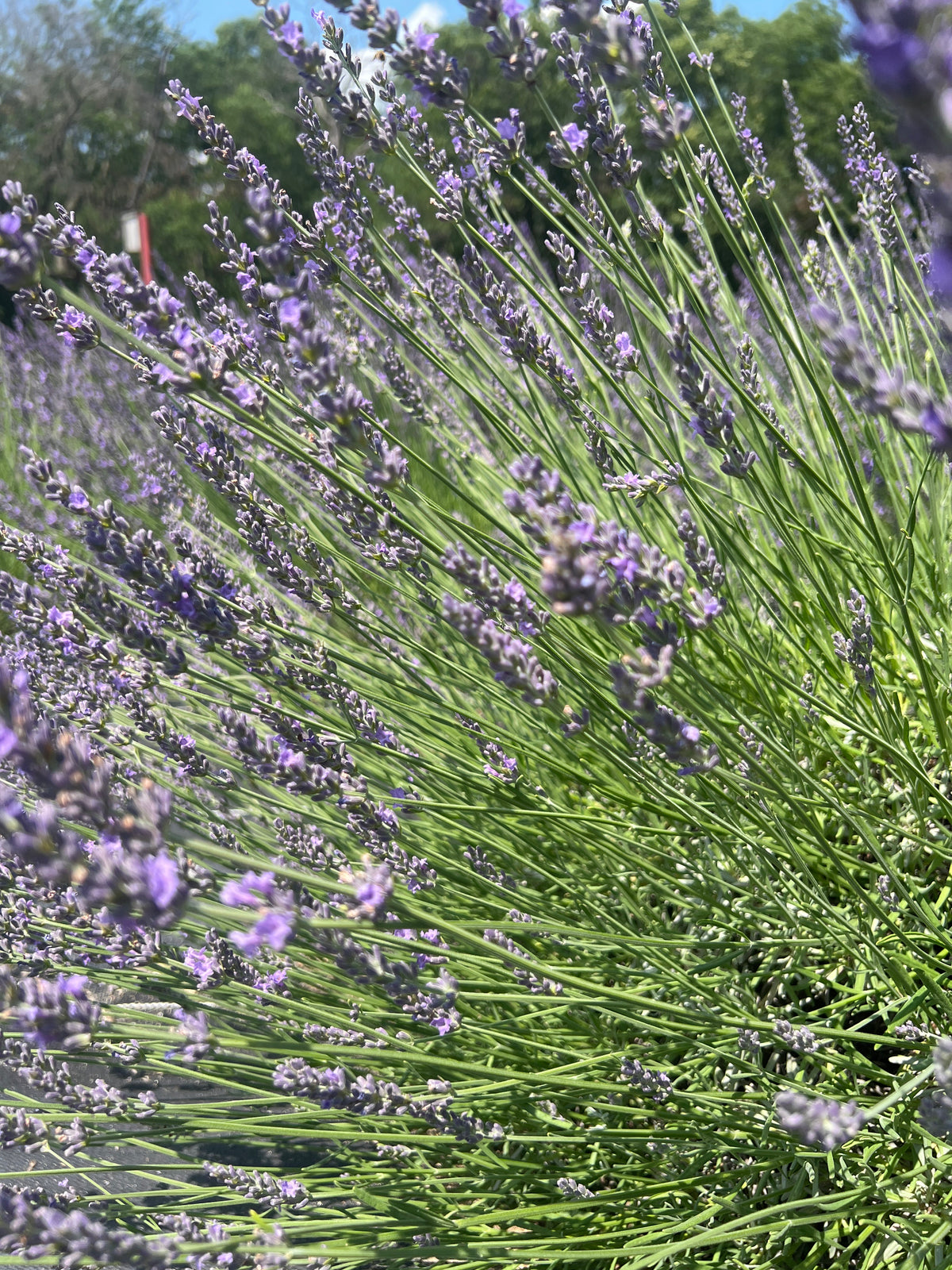 Impress Purple lavender 20-cell plug tray - image 3