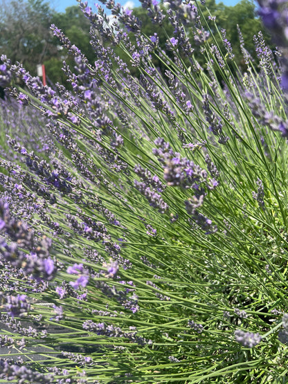 Impress Purple lavender 20-cell plug tray - image 3