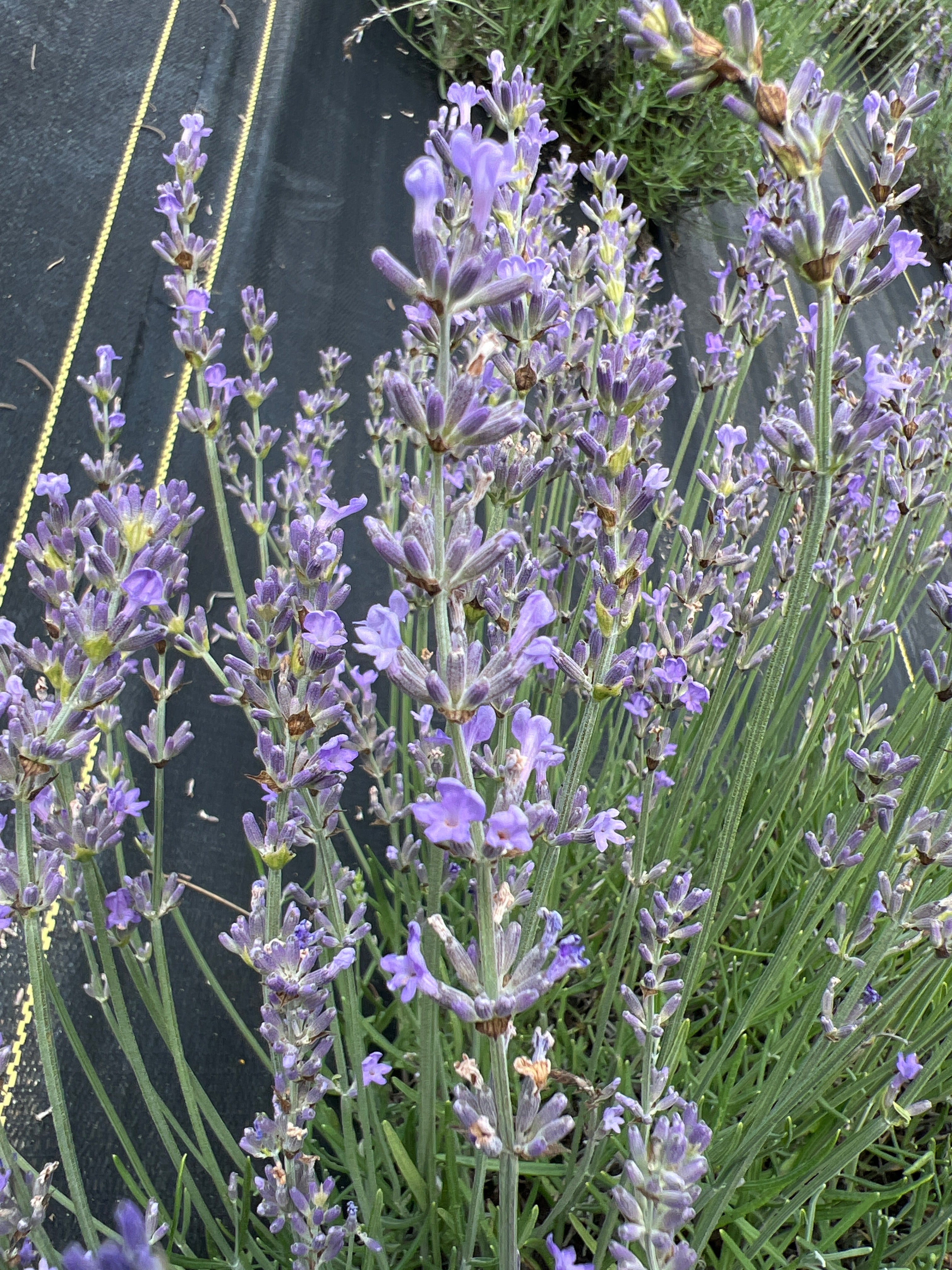 Maillette Lavender Plants & Plugs with purple flowers bushy evergreen shrub growth habit