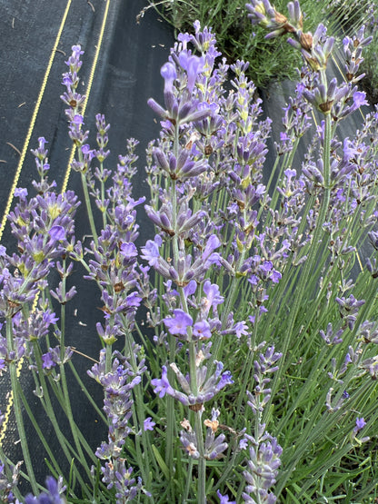 Maillette Lavender Plants & Plugs with purple flowers bushy evergreen shrub growth habit