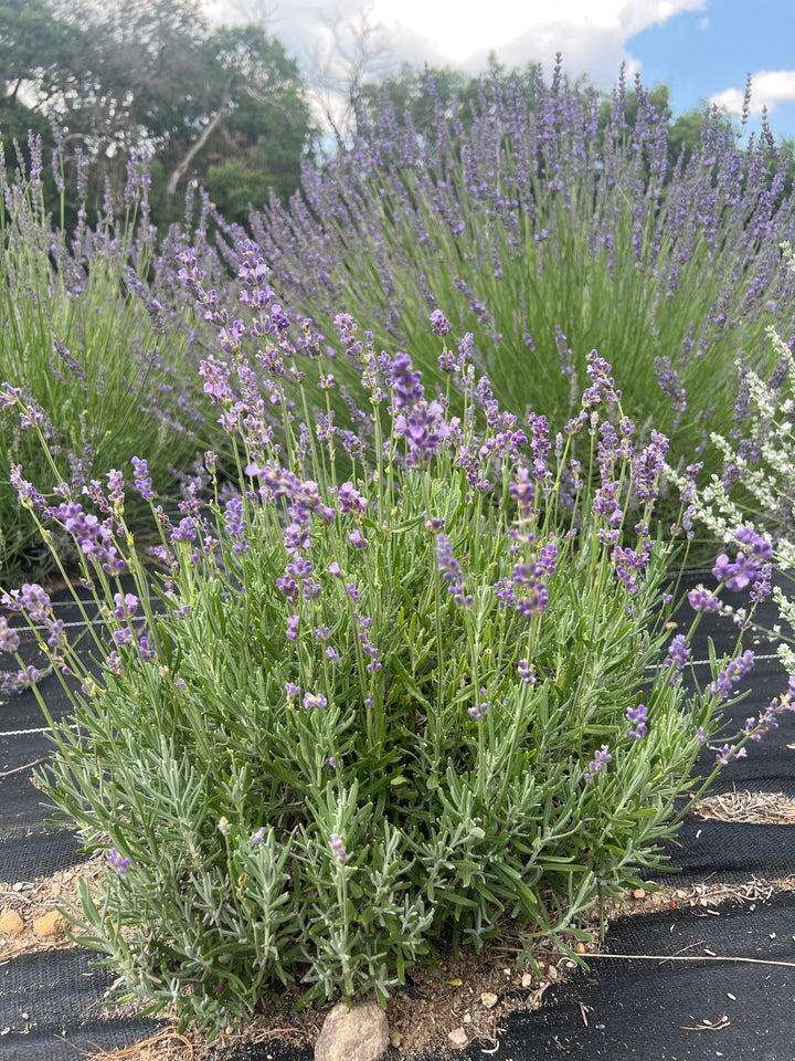 Loddon Blue lavender (Lavandula angustifolia) bushy plant with light purple blooms on a field row