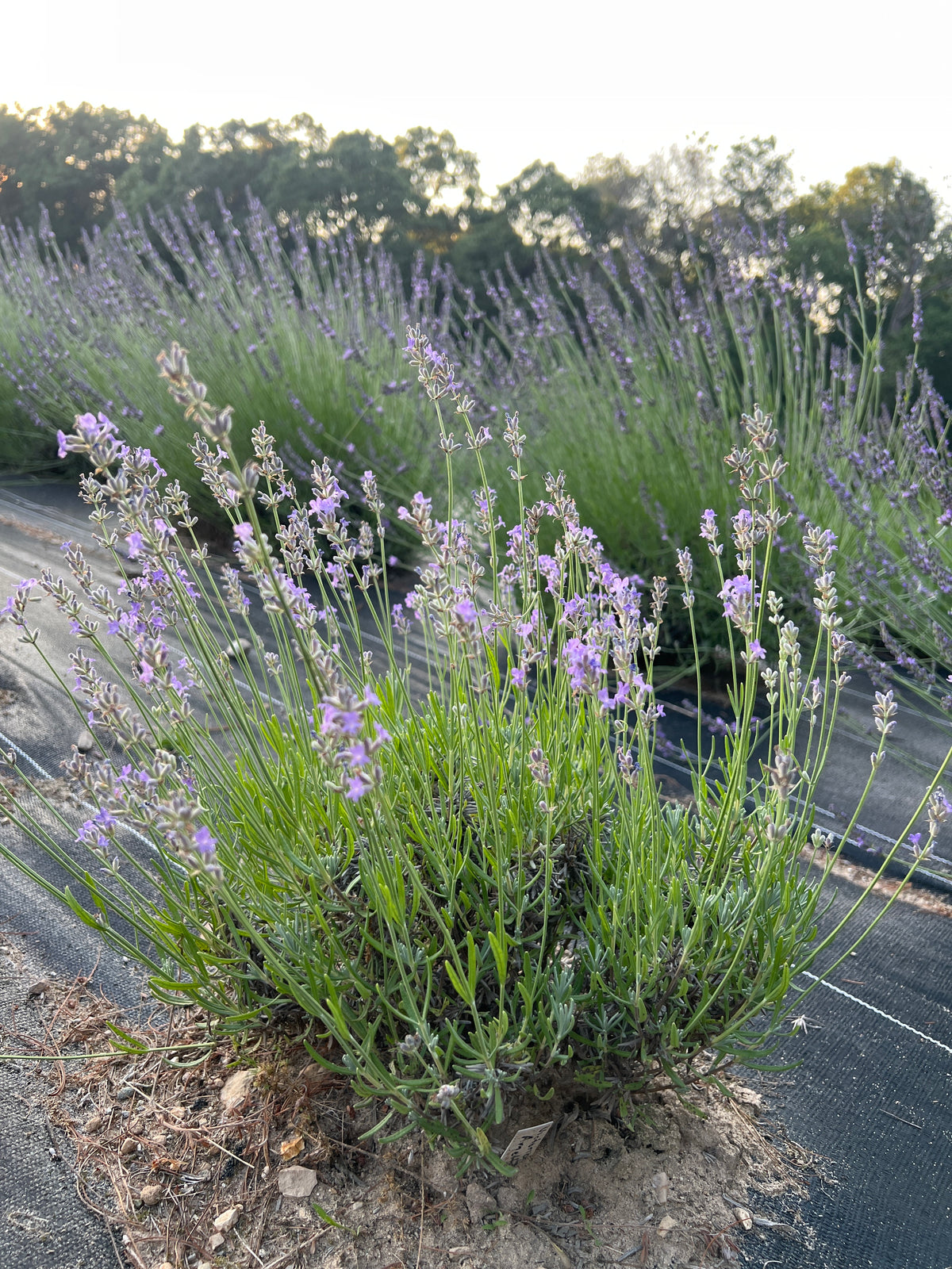 Victorian Amethyst Lavender Plants & Plugs with purple flowers upright growth habit, product image 2
