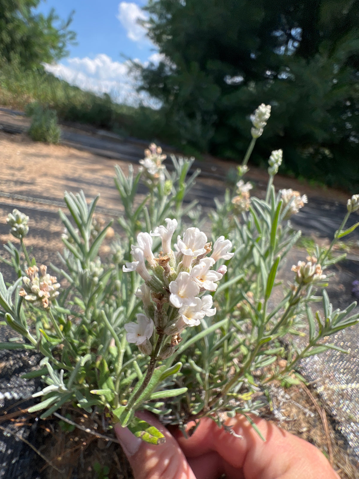 White Scent Lavender Plants & Plugs with white flowers mounded growth habit