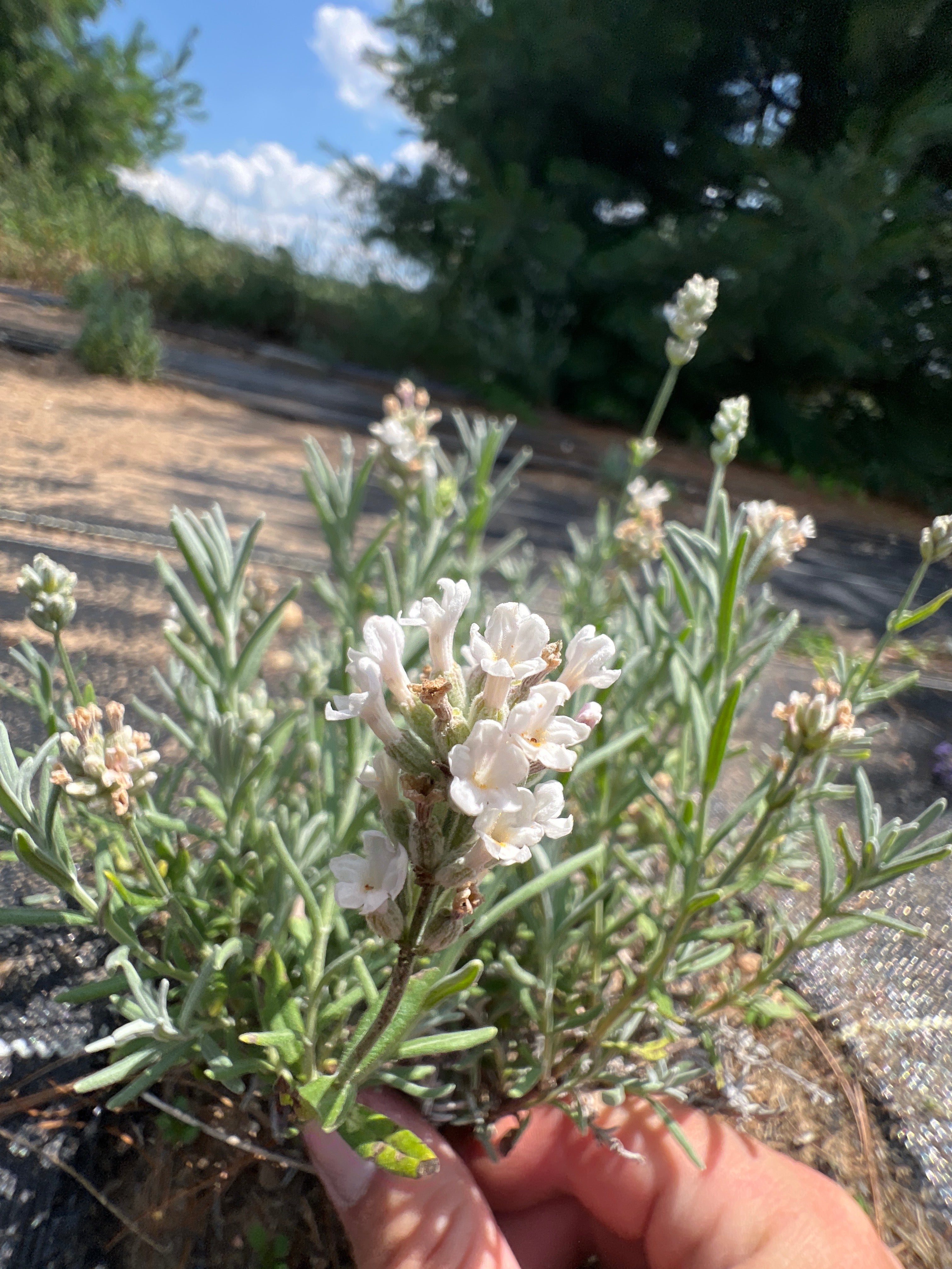 White Scent Lavender Plants & Plugs with white flowers mounded growth habit