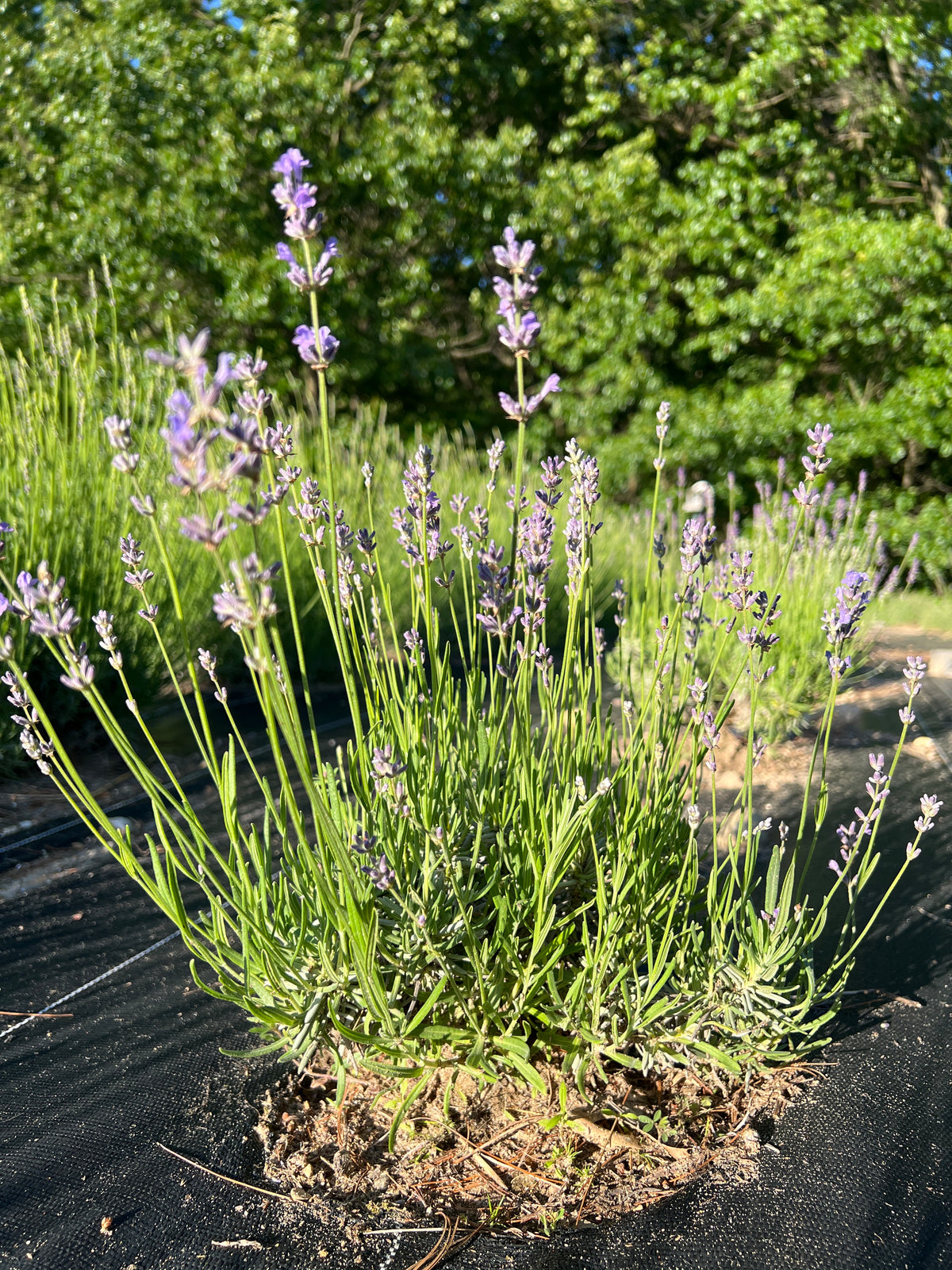 New Zealand Blue Lavender Plants & Plugs with violet-blue flowers evergreen shrub growth habit, product image 2