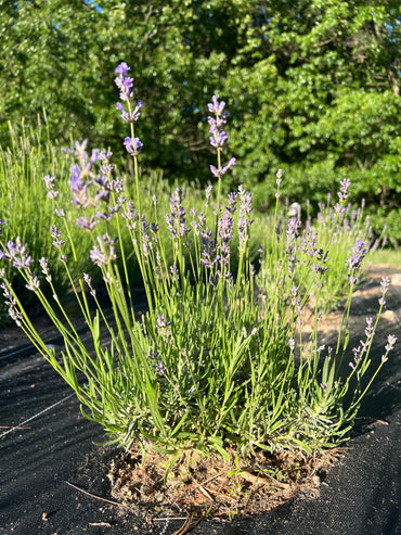 New Zealand Blue Lavender Plants & Plugs with violet-blue flowers evergreen shrub growth habit, product image 2