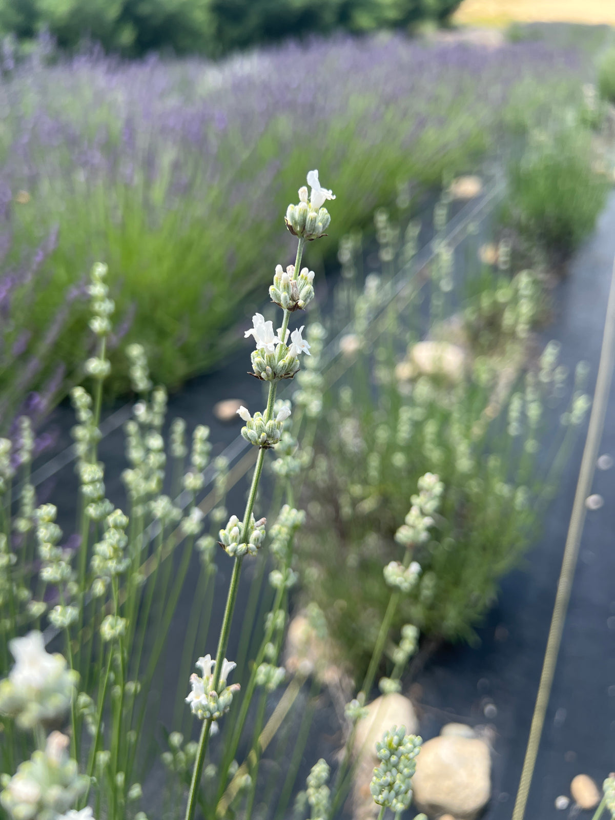 White Spike Lavender Plants & Plugs with white flowers upright growth habit, product image 2