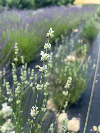 White Spike Lavender Plants & Plugs with white flowers upright growth habit, product image 2