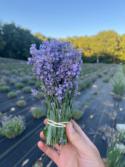 Melissa Lilac Lavender Plants & Plugs with dark purple buds opening light mauve flowers bushy evergreen shrub growth habit, product image 4