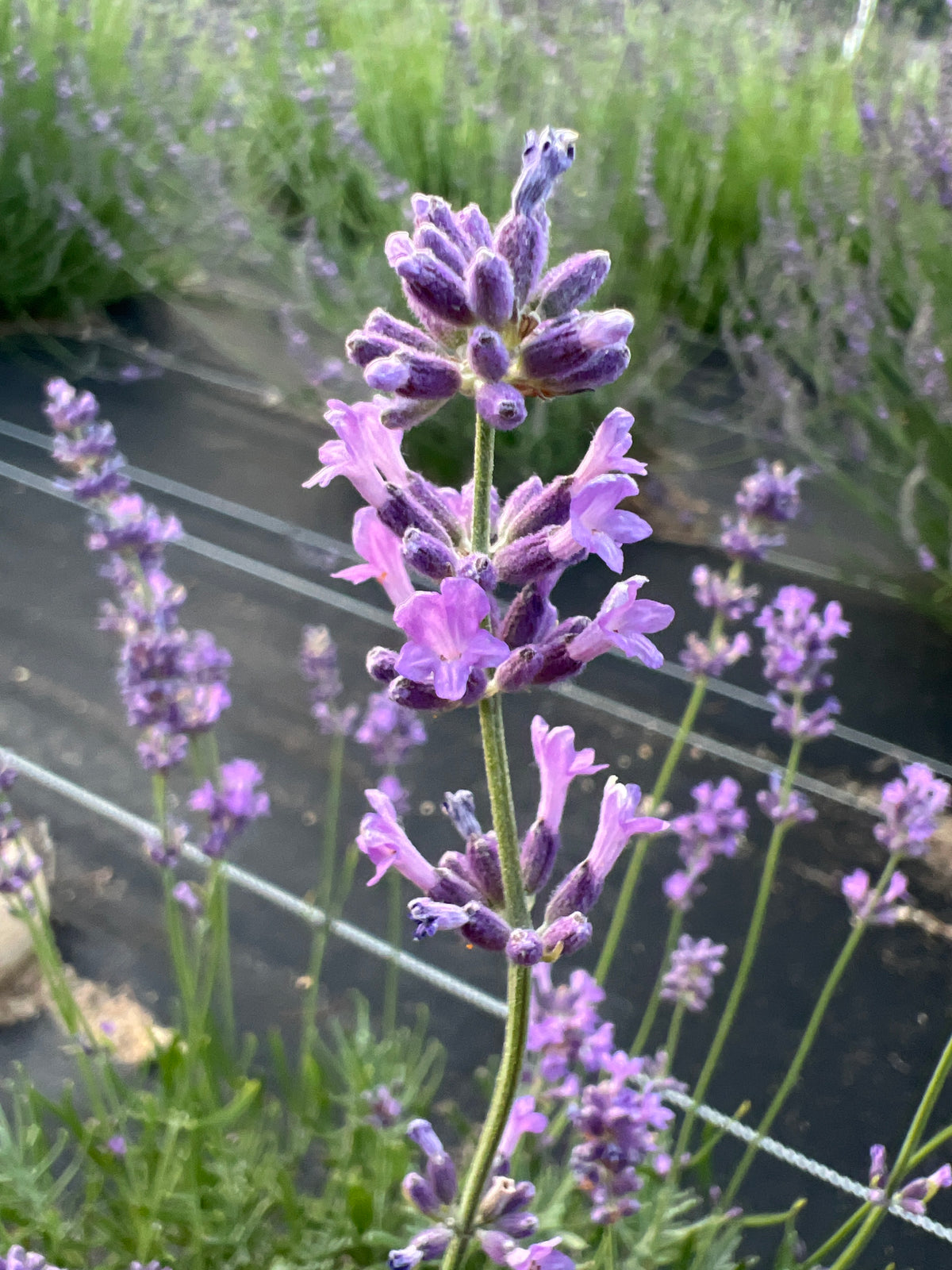 Pacific Blue Lavender Plants & Plugs with rich purple-blue flowers bushy growth habit, product image 2