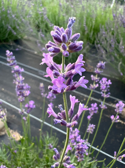 Pacific Blue Lavender Plants & Plugs with rich purple-blue flowers bushy growth habit, product image 2