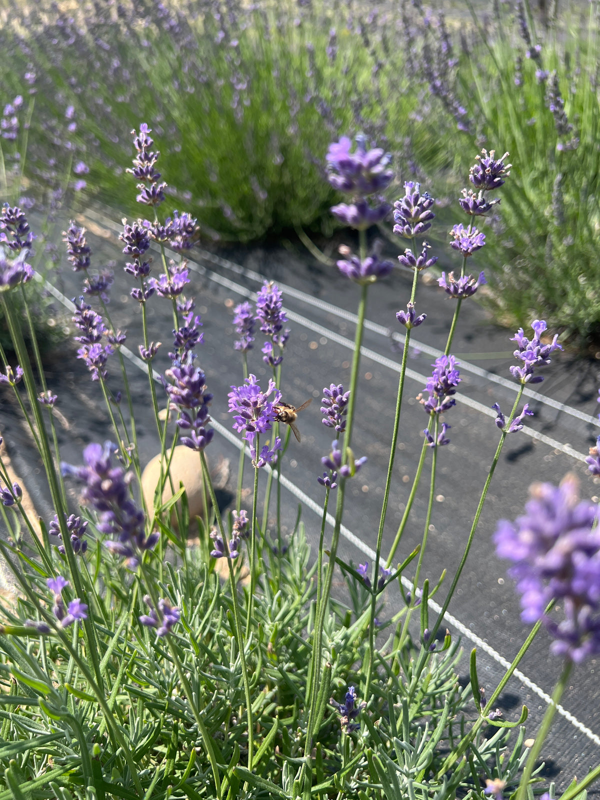 Pacific Blue Lavender Plants & Plugs with rich purple-blue flowers bushy growth habit, product image 4