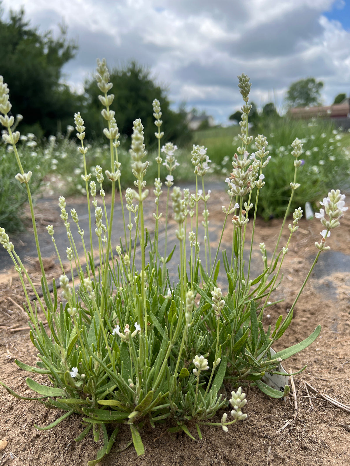 Big Time White Lavender Plants & Plugs with white flowers compact growth habit
