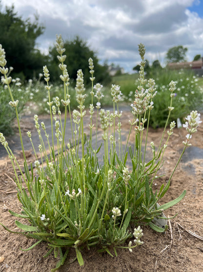 Big Time White Lavender Plants & Plugs with white flowers compact growth habit