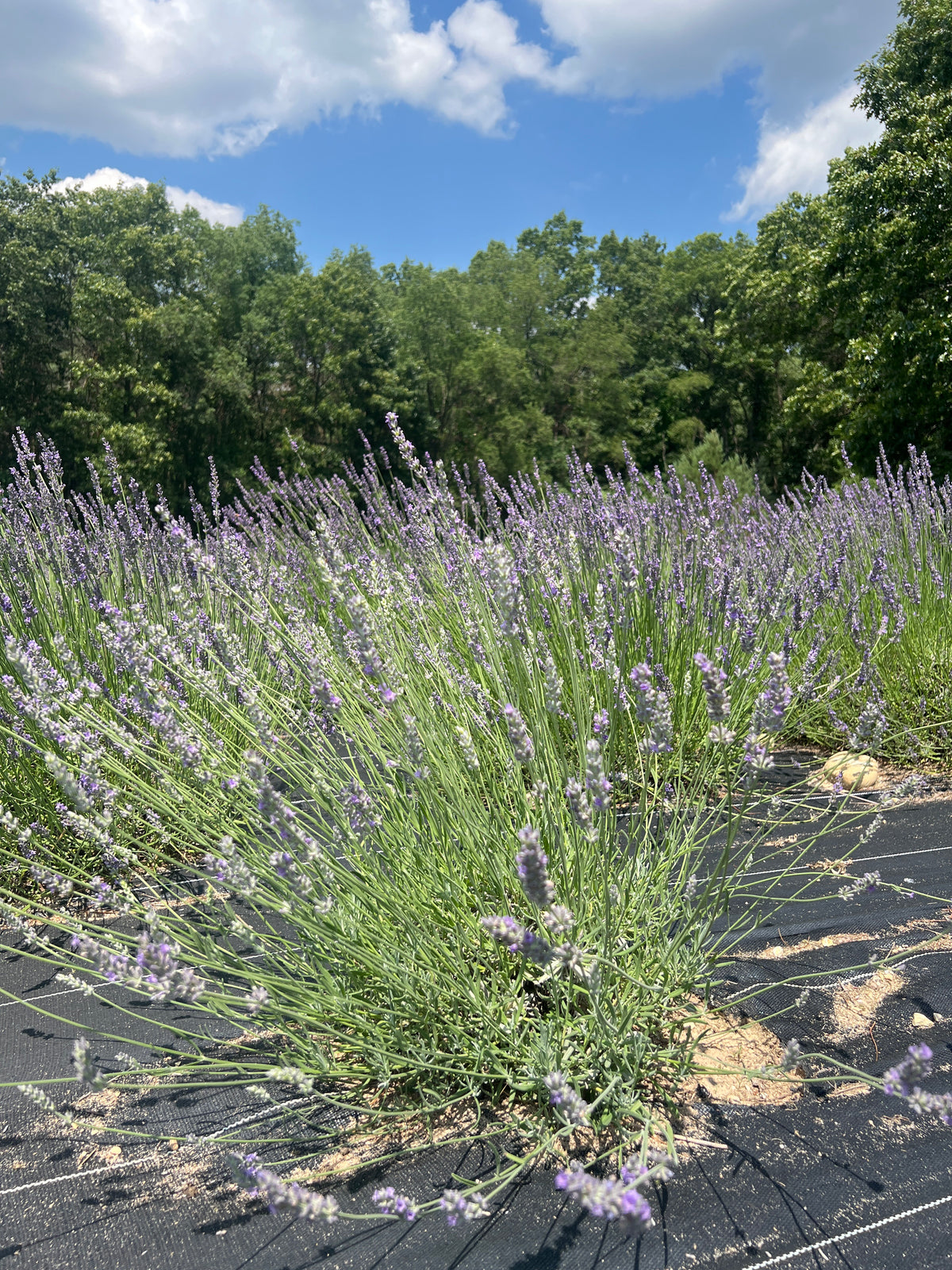 Sumian Lavender Plants & Plugs with blue flowers bushy growth habit