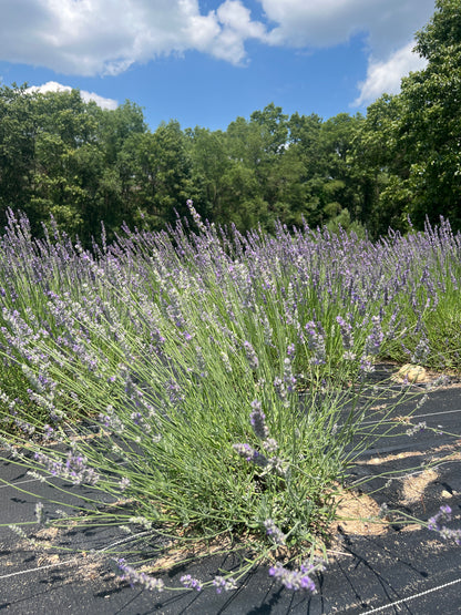 Sumian Lavender Plants & Plugs with blue flowers bushy growth habit