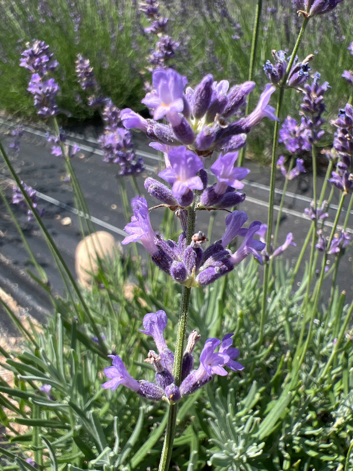 Pacific Blue Lavender Plants & Plugs with rich purple-blue flowers bushy growth habit, product image 5